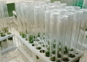 Rosselkhoztsentr Plants 22,000 Virus-Free Potato Microplants in Greenhouse Complex to Produce Over 100,000 Minitubers
