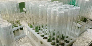 Rosselkhoztsentr Plants 22,000 Virus-Free Potato Microplants in Greenhouse Complex to Produce Over 100,000 Minitubers