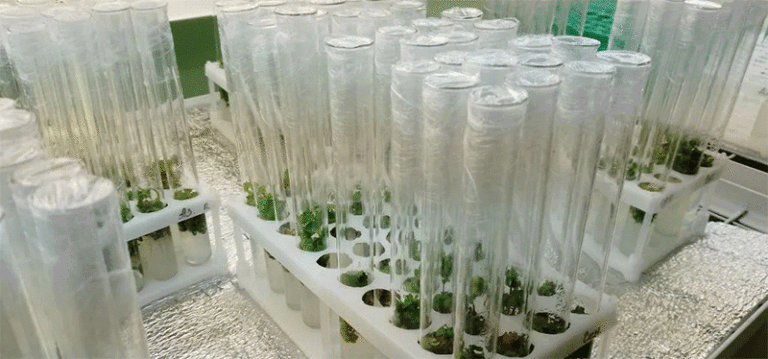 Rosselkhoztsentr Plants 22,000 Virus-Free Potato Microplants in Greenhouse Complex to Produce Over 100,000 Minitubers 6 Rosselkhoztsentr Plants 22,000 Virus-Free Potato Microplants in Greenhouse Complex to Produce Over 100,000 Minitubers