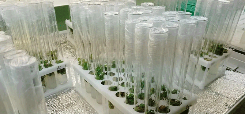 Rosselkhoztsentr Plants 22,000 Virus-Free Potato Microplants in Greenhouse Complex to Produce Over 100,000 Minitubers