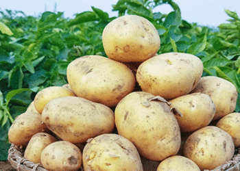 More Vitamin C Than Onions: PNRPU Reveals the Surprising Health Benefits of Potatoes