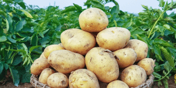 More Vitamin C Than Onions: PNRPU Reveals the Surprising Health Benefits of Potatoes
