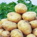 More Vitamin C Than Onions: PNRPU Reveals the Surprising Health Benefits of Potatoes