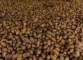 Severe Heatwave in Spain Slows Potato Growth, Threatening 2026 Harvest and European Prices