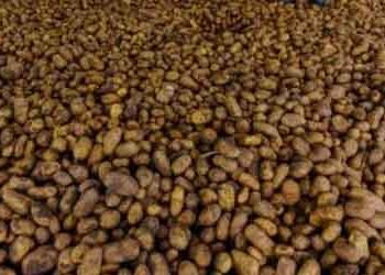 Severe Heatwave in Spain Slows Potato Growth, Threatening 2026 Harvest and European Prices