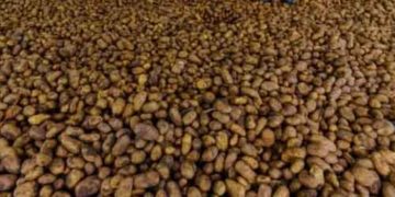Severe Heatwave in Spain Slows Potato Growth, Threatening 2026 Harvest and European Prices