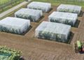 Agroscope Trials Blight-Resistant Cisgenic Potatoes to Reduce Pesticide Use