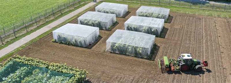 Agroscope Trials Blight-Resistant Cisgenic Potatoes to Reduce Pesticide Use