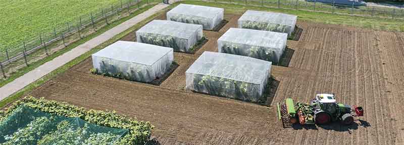 Agroscope Trials Blight-Resistant Cisgenic Potatoes to Reduce Pesticide Use