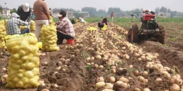 Henan’s Contract Potato Harvest Booms – Specialty Farming Paves the Way for Rural Prosperity