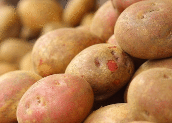 Potato Producer Prices Drop Over 60% in a Year as Carrots Become the Only “Borscht Set” Gainer