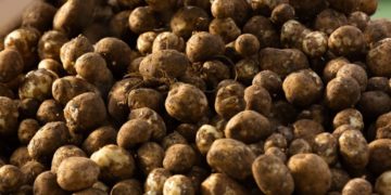 Colombia's Potato Day: Which Departments Lead the Production of This Key National Crop?