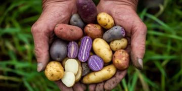 Bolivia: How the Potato Drives Rural Development and Sustainable Innovation
