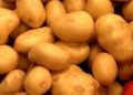 Mexico: Extreme Heat and Pests Severely Impact National Potato Production