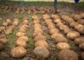Chile: How AI, Solar Irrigation, and Drones Are Revolutionizing Potato Farming
