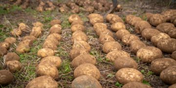Chile: How AI, Solar Irrigation, and Drones Are Revolutionizing Potato Farming