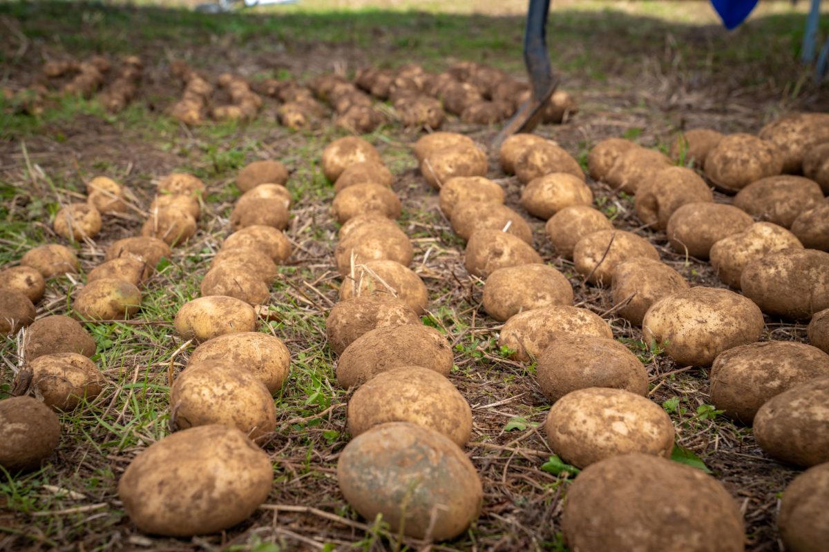 Chile: How AI, Solar Irrigation, and Drones Are Revolutionizing Potato Farming