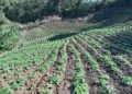 Honduras: Imports, Weather Conditions, and Pests Impact Potato Production in Intibucá