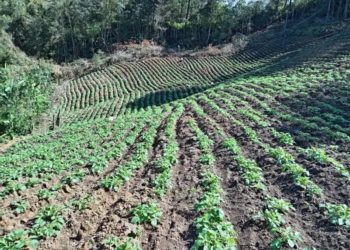 Honduras: Imports, Weather Conditions, and Pests Impact Potato Production in Intibucá