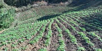 Honduras: Imports, Weather Conditions, and Pests Impact Potato Production in Intibucá