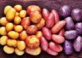 Argentina: The Mendoza Potato Cluster Is Officially Presented to Drive Regional Innovation