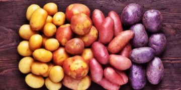 Argentina: The Mendoza Potato Cluster Is Officially Presented to Drive Regional Innovation