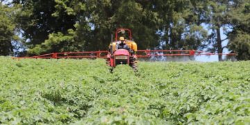 Chile: "Papa Huella Cero" Project Launches to Reduce Agrochemicals in Potato Farming