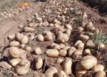 Brazil: Southern Minas Gerais Dry Season Harvest Shows Robust Yields and Strong Market Capitalization