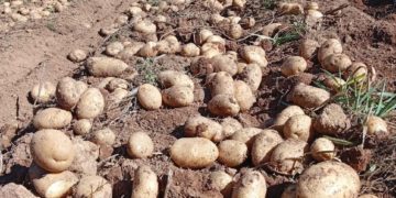 Brazil: Southern Minas Gerais Dry Season Harvest Shows Robust Yields and Strong Market Capitalization