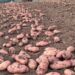 Brazil: National Potato Supply Expands as Dry Season Harvest Gains Momentum