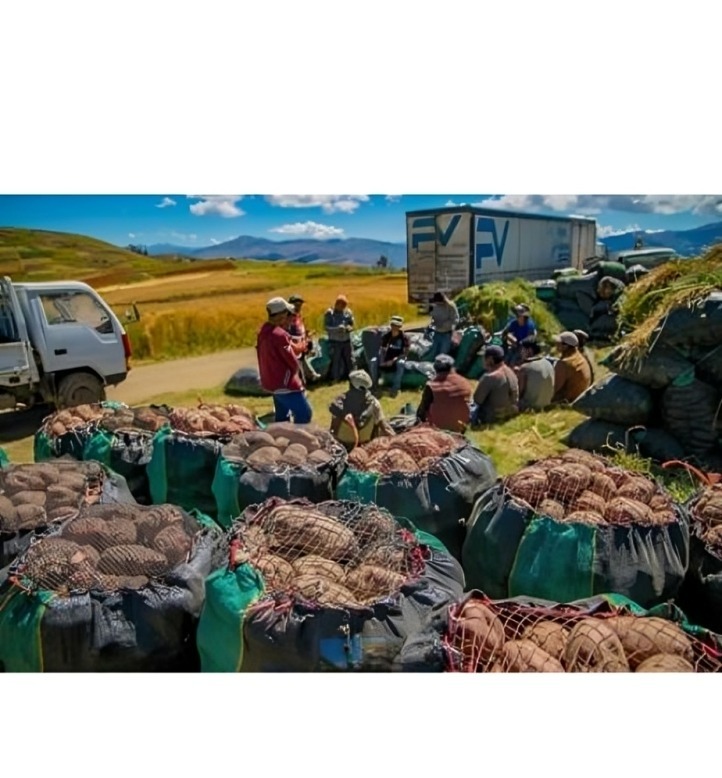 Peru Advances Potato Industrialization with New Strategic Regulation