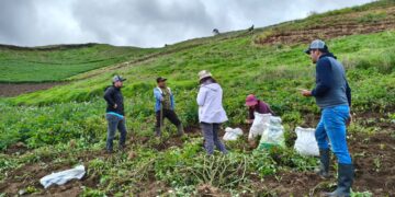 Boosting Agricultural Efficiency: Ecuador’s MAGP Launches Potato Yield Operation in Azuay