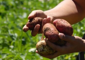 Chile Launches Global Campaign to Sponsor 112 Ancestral Native Potatoes in Lemuy