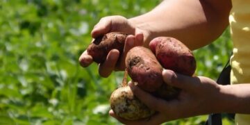 Chile Launches Global Campaign to Sponsor 112 Ancestral Native Potatoes in Lemuy