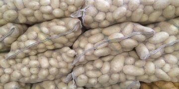 Brazil: Potato Prices Decline as the Harvest Advances