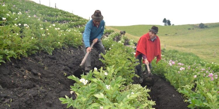 Ecuador: Tungurahua Farmers Reach New Markets with Ancestral Potatoes