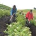 Ecuador: Tungurahua Farmers Reach New Markets with Ancestral Potatoes