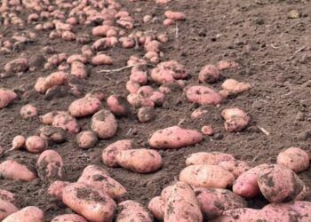 Brazil: Potato Prices Drop Due to Increased Harvest Intensity