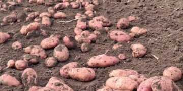 Brazil: Potato Prices Drop Due to Increased Harvest Intensity