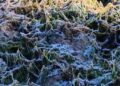 Bolivia: Severe Frosts Wipe Out Up to 90% of Potato Production in Five Altiplano Municipalities