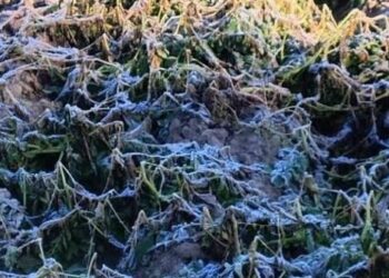 Bolivia: Severe Frosts Wipe Out Up to 90% of Potato Production in Five Altiplano Municipalities