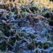 Bolivia: Severe Frosts Wipe Out Up to 90% of Potato Production in Five Altiplano Municipalities