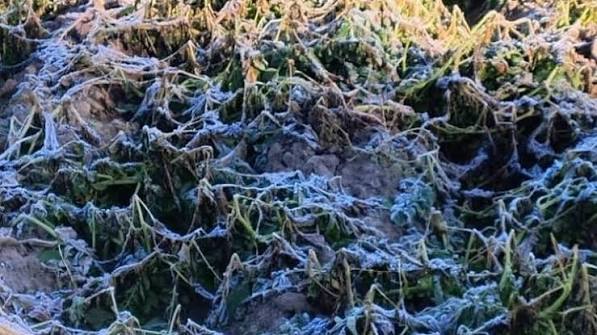 Boilibhia: Reothadh cruaidh a’ cuir às do suas ri 90% de chinneasachadh buntàta ann an còig bailtean air Altiplano