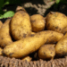 Defective Seed Potatoes: Mauritius Government Announces Rs 85,000 per Hectare Aid for Affected Growers