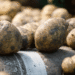 Early Potato Harvest Begins in Stavropol Region: Over 1,700 Tonnes Collected So Far