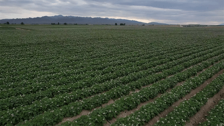 Smart Irrigation and Innovative Cultivation Boost Potato Yields in Yongchang's Green Demonstration Base 4 Smart Irrigation and Innovative Cultivation Boost Potato Yields in Yongchang’s Green Demonstration Base