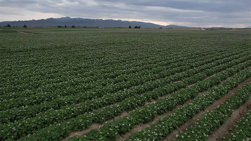 Smart Irrigation and Innovative Cultivation Boost Potato Yields in Yongchang’s Green Demonstration Base