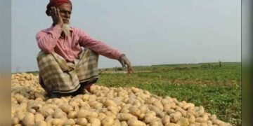 Les producteurs de pommes de terre du Bengale confrontés à une crise&nbsp;: les stocks excédentaires font chuter les prix&nbsp;; le gouvernement prévoit des subventions à l’exportation.
