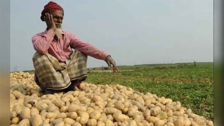 अतिरिक्त साठ्यामुळे भाव घसरल्याने बंगालमधील बटाटा उत्पादक शेतकरी संकटात; सरकार निर्यात अनुदानाची योजना आखत आहे.