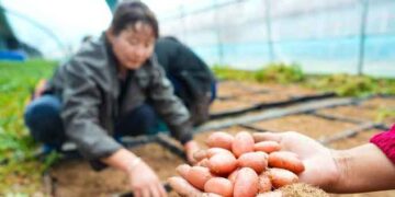 Des « rebuts de charbon » aux « pépites d'or » : comment la ceinture de pommes de terre chinoise se transforme grâce à la coopération interrégionale